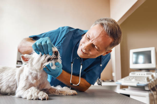 Best Weekend Emergency Dentist in Ville Ptte, LA